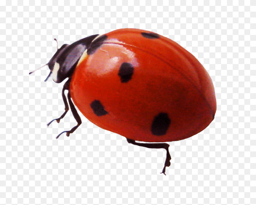 Ladybug Clipart High Resolution - B
