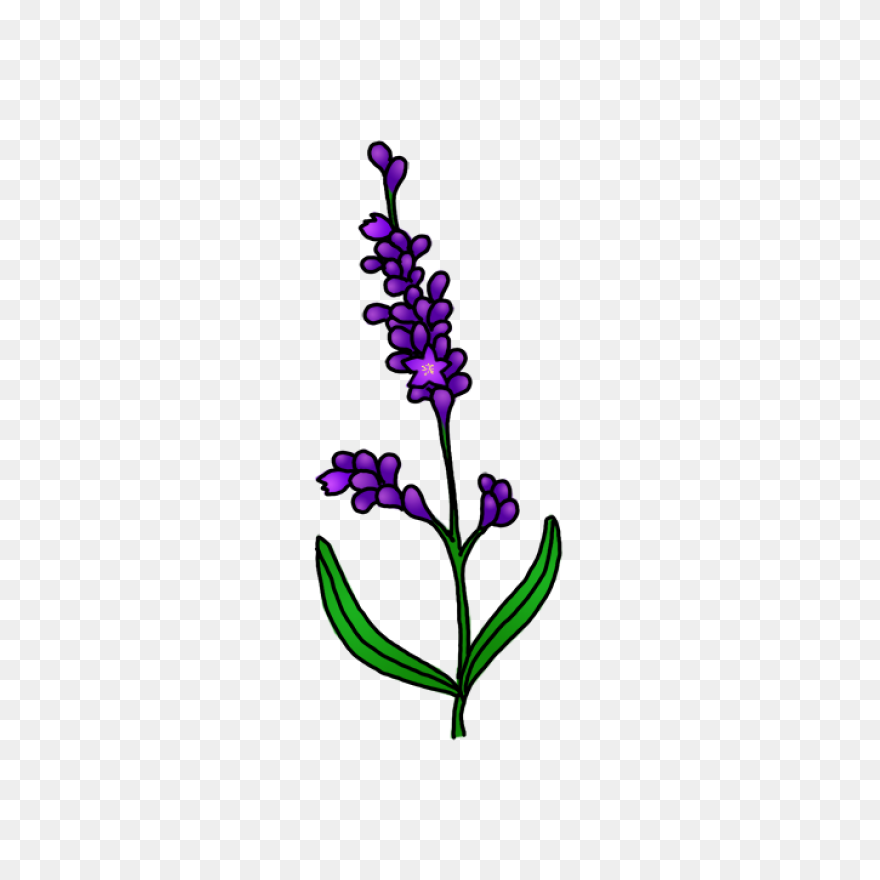 Lavender
