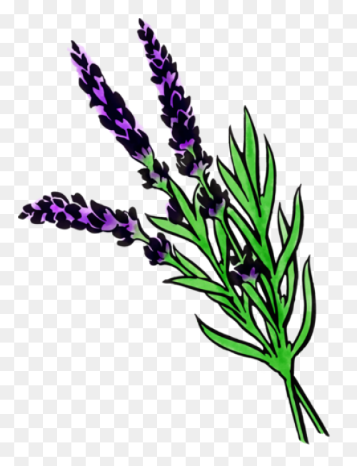 Lavender