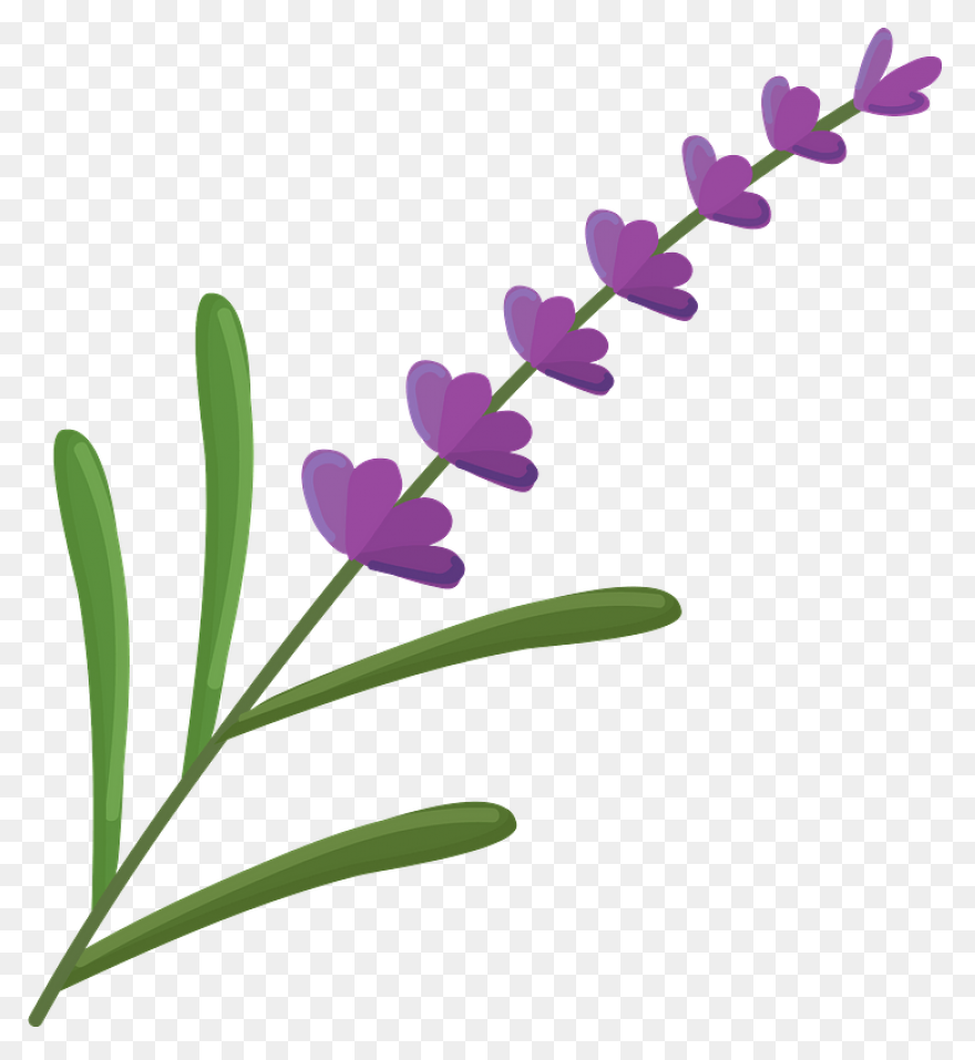 Lavender