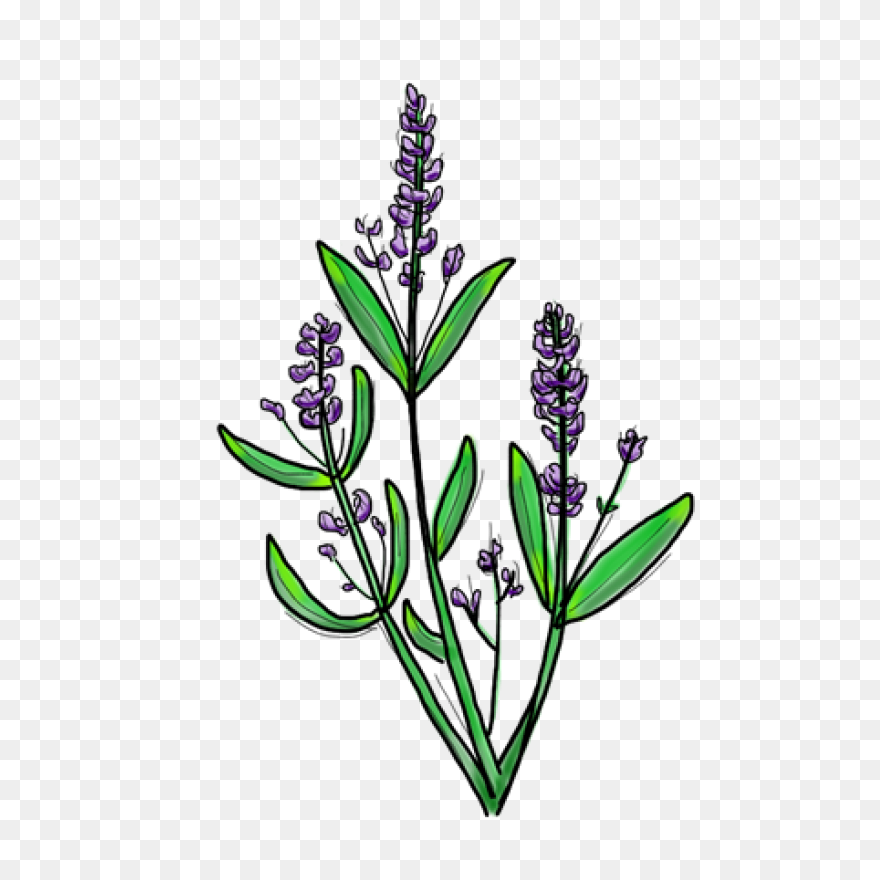Lavender - Lavender