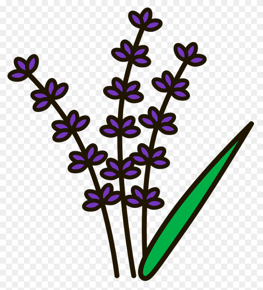 Lavender