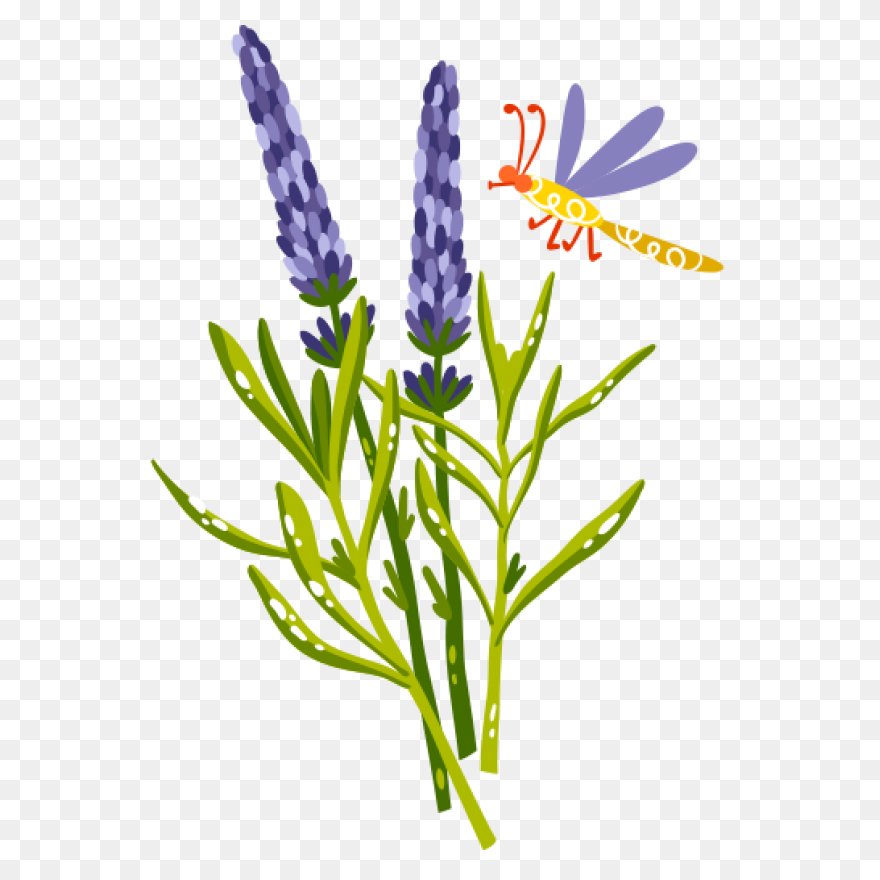 Lavender