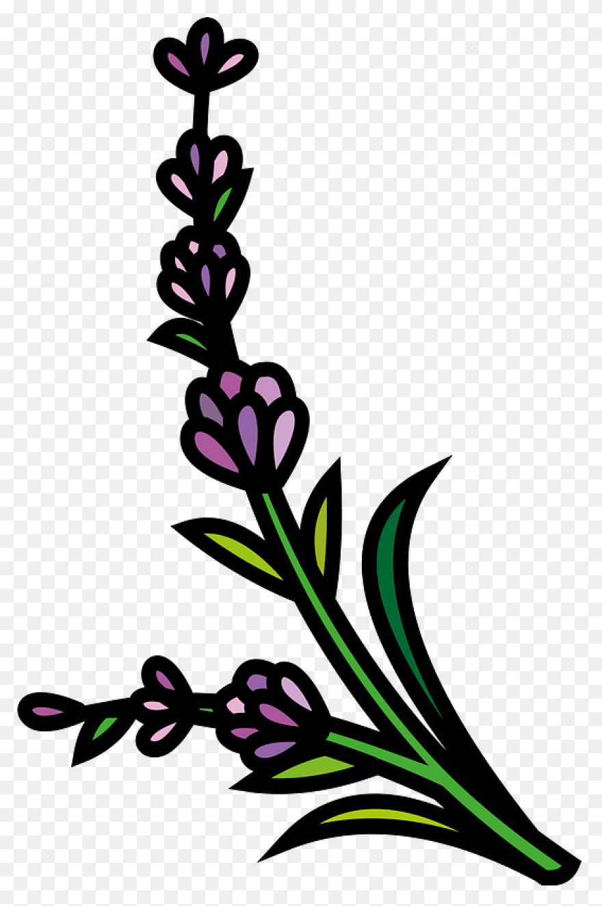 Lavender