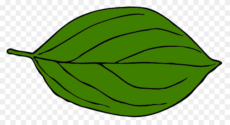 10 Jungle Leaves Ideas In 2021 | Le