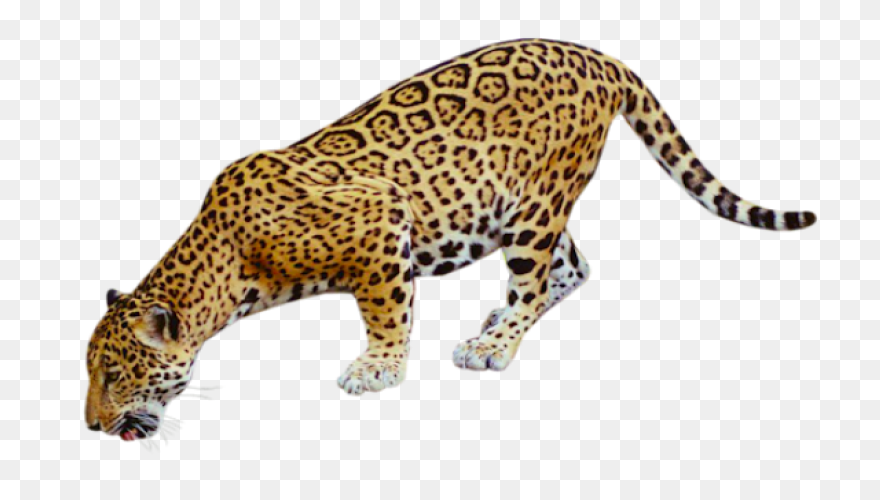 Sitting Leopard - ClipartFlare