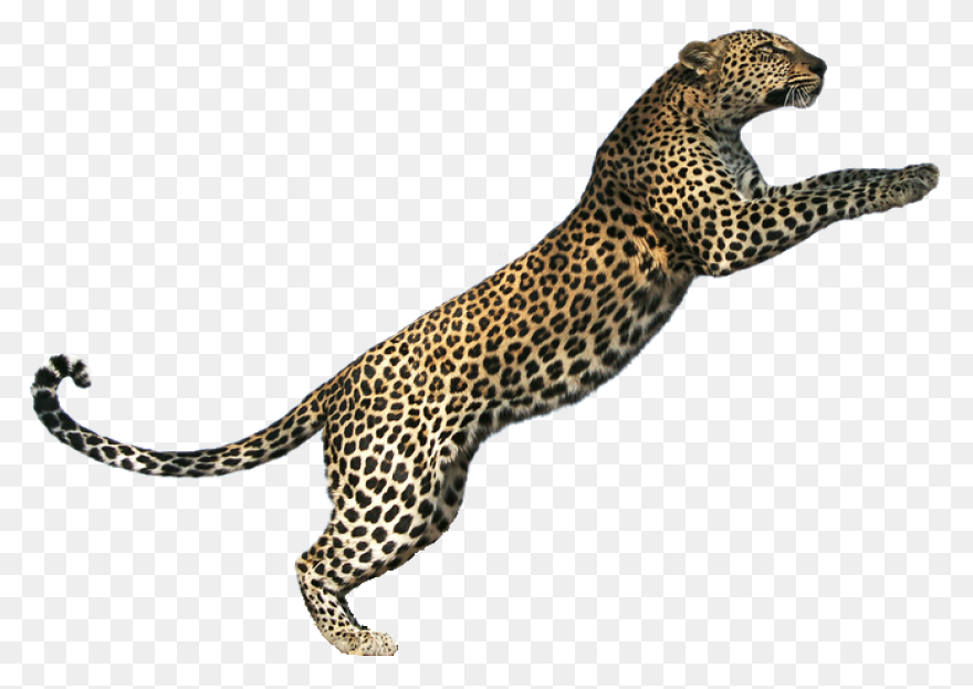 Sitting Leopard - ClipartFlare