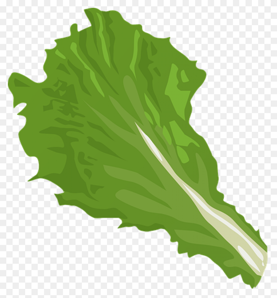 Green Salad Leaf | Free PNG-WebP