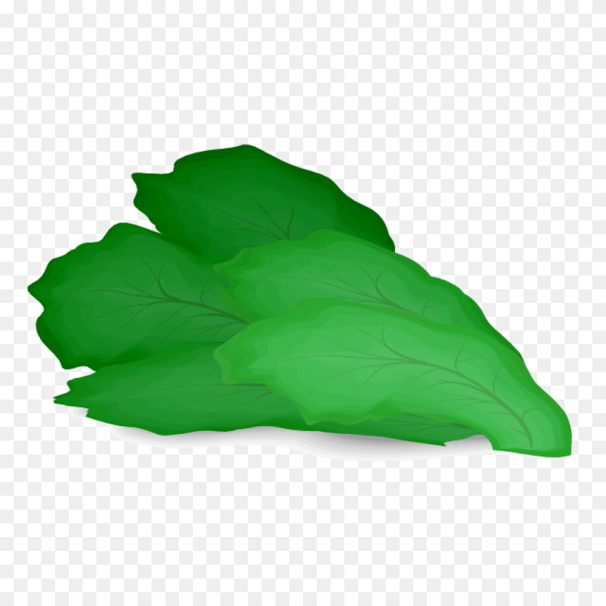Green Salad Leaf | Free - Lettuce