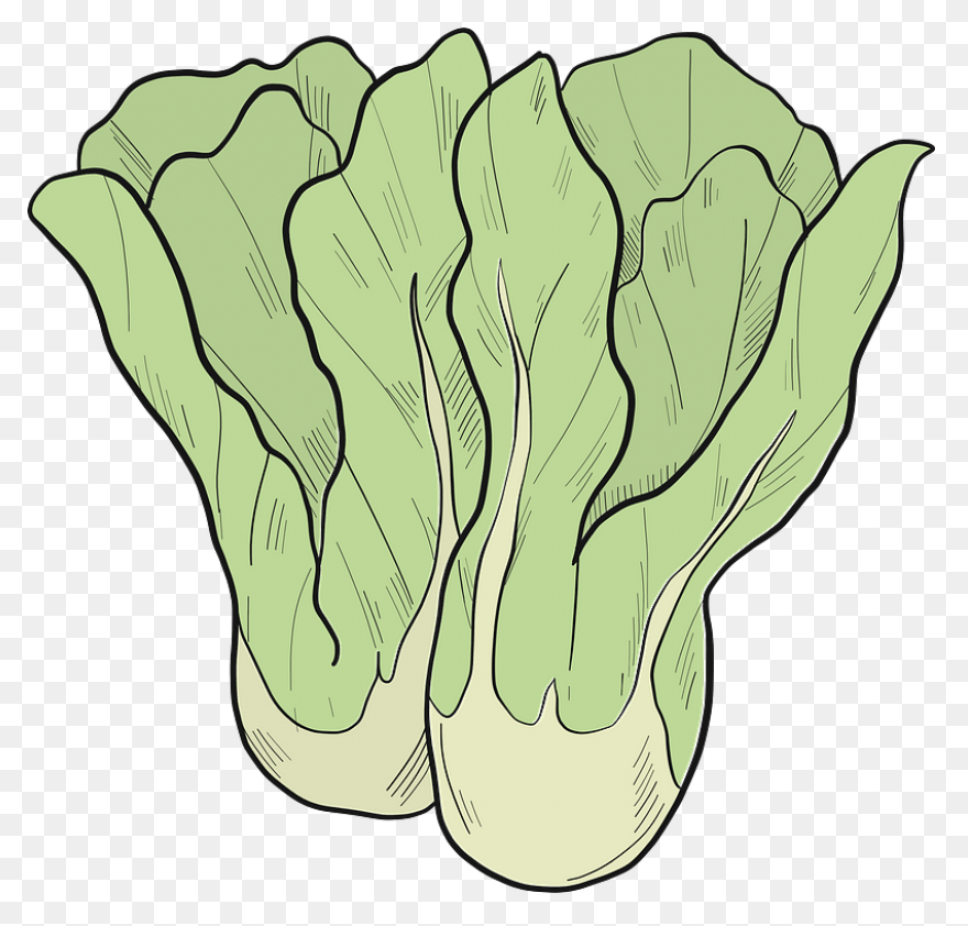 Butter Lettuce - ClipartFlare