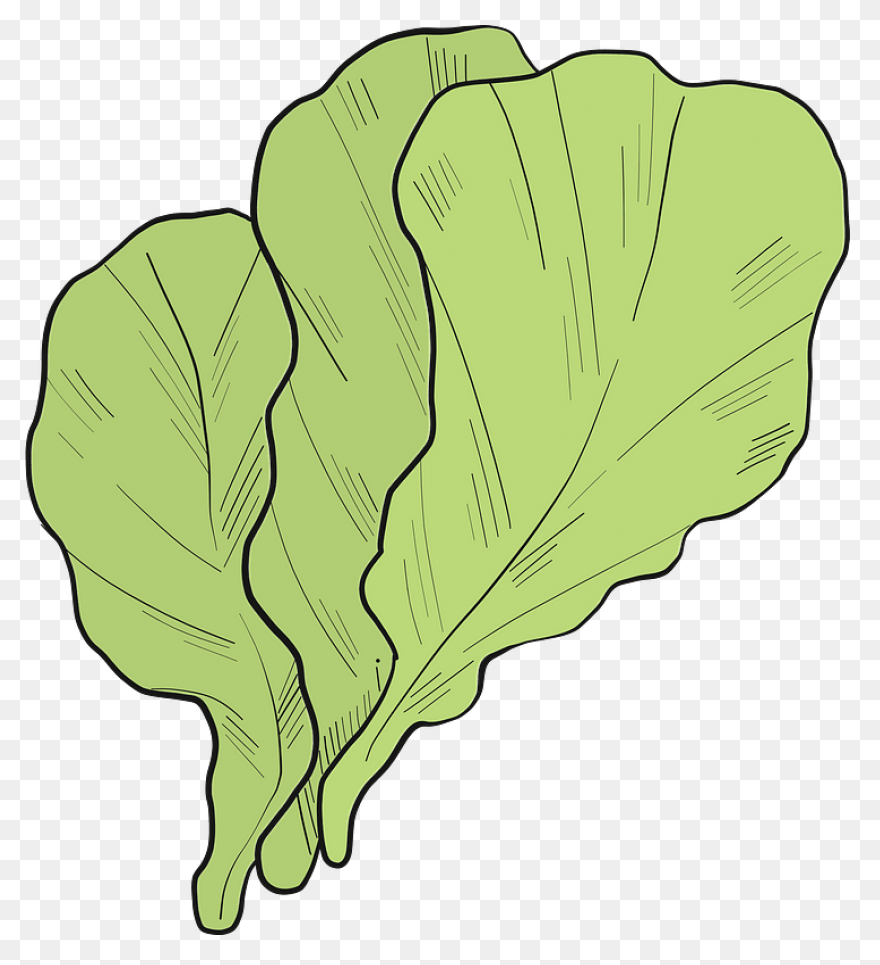Green Salad Leaf | Free PNG-WebP