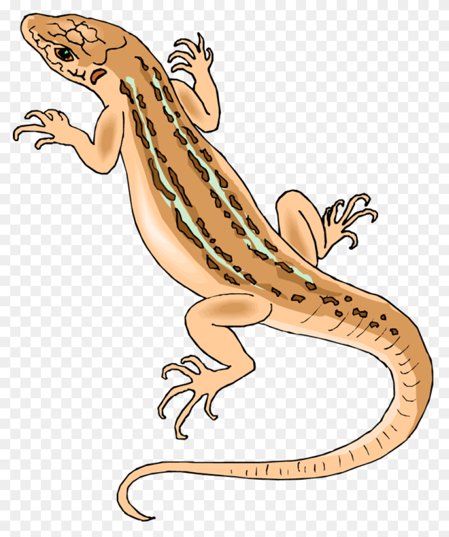 Free Lizard Clipart 2 - ClipartFlar