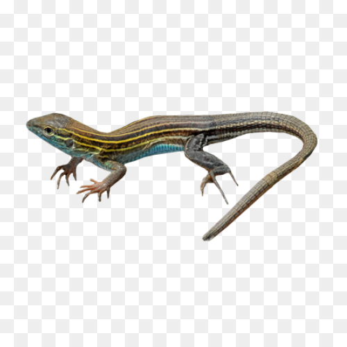 Free Lizard Clipart 2 - ClipartFlar