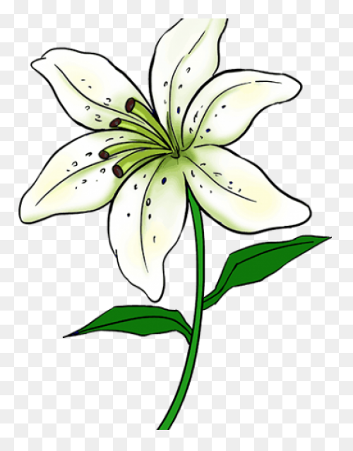 Easy Drawing Of Lily Clipart - Lily