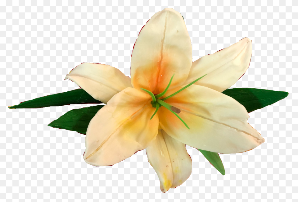 Easy Drawing Of Lily Clipart - Full