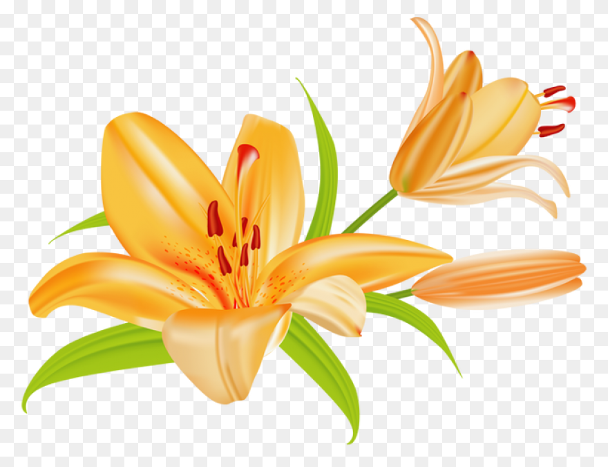 Easy Drawing Of Lily Clipart - Full