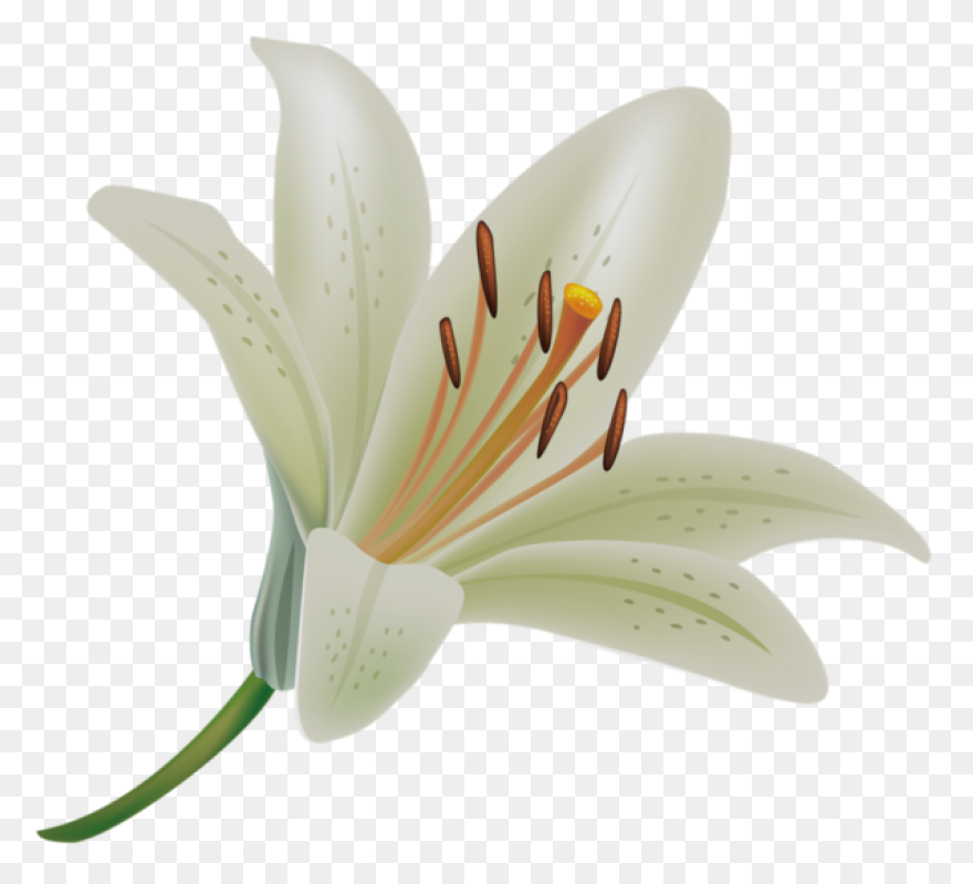 Easy Drawing Of Lily Clipart - Full