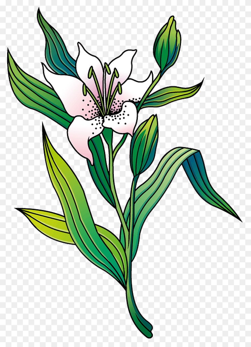 Easy Drawing Of Lily Clipart - Full