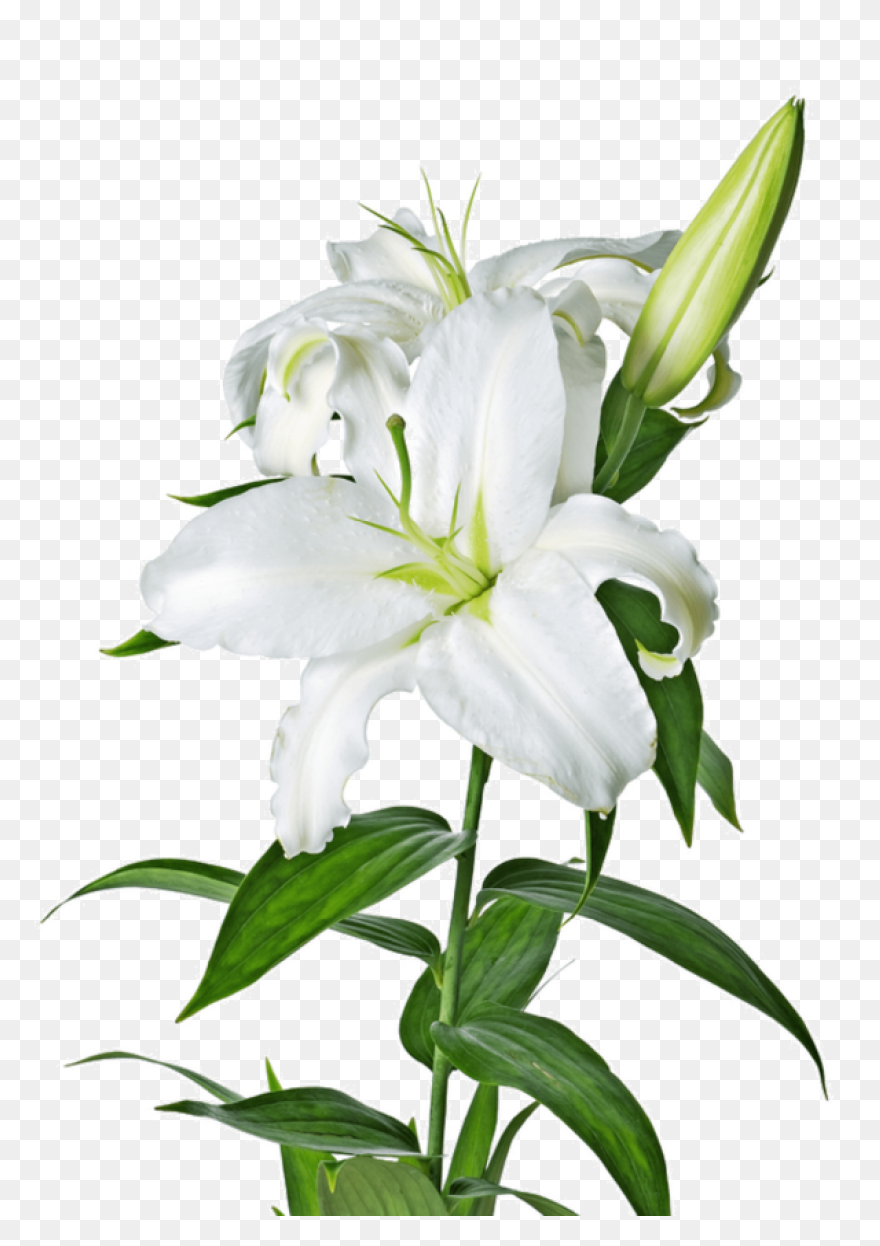 Easy Drawing Of Lily Clipart - Full