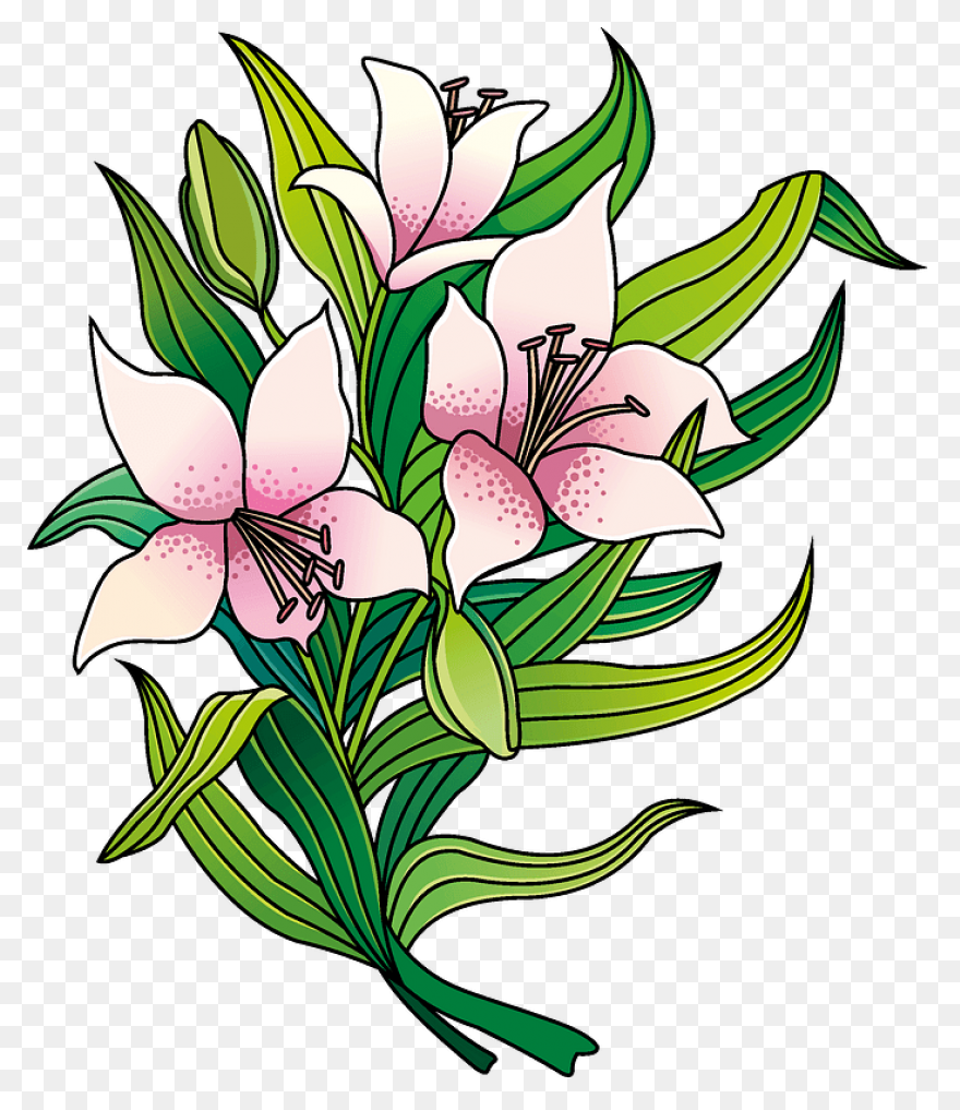 Easy Drawing Of Lily Clipart - Full
