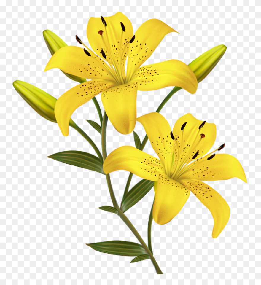 Easy Drawing Of Lily Clipart - Full