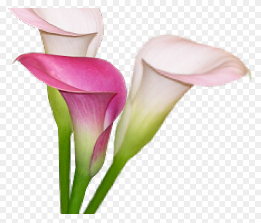 Download Hd Easter Lily - Flower Dr