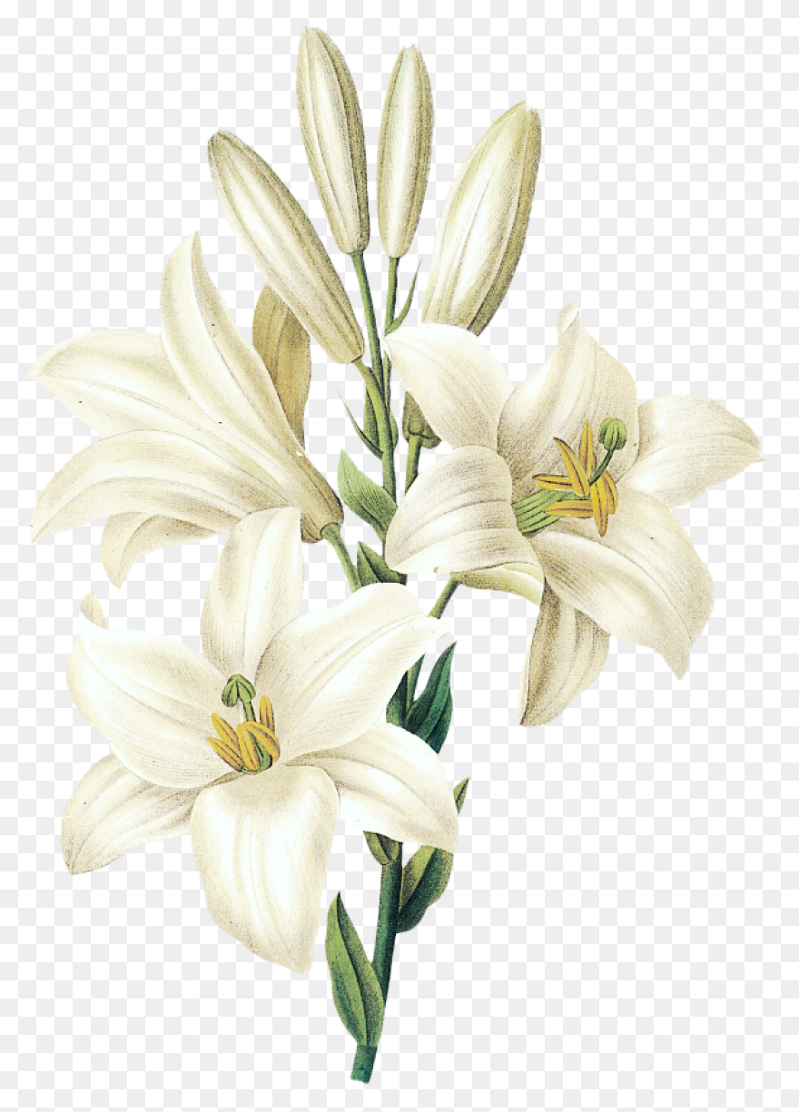 Download Hd Easter Lily Flower - Lily Collins