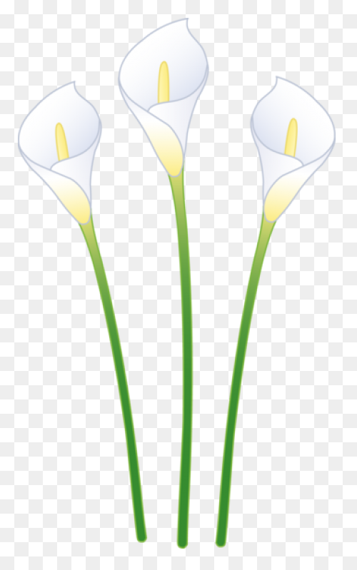 Download Hd Easter Lily - Flower Dr