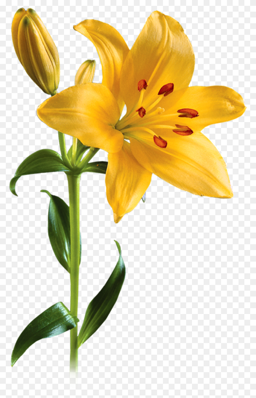 Download Hd Easter Lily - Flower Dr