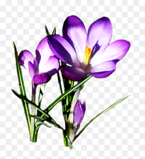 Sticker #april #sakura #flower #jap