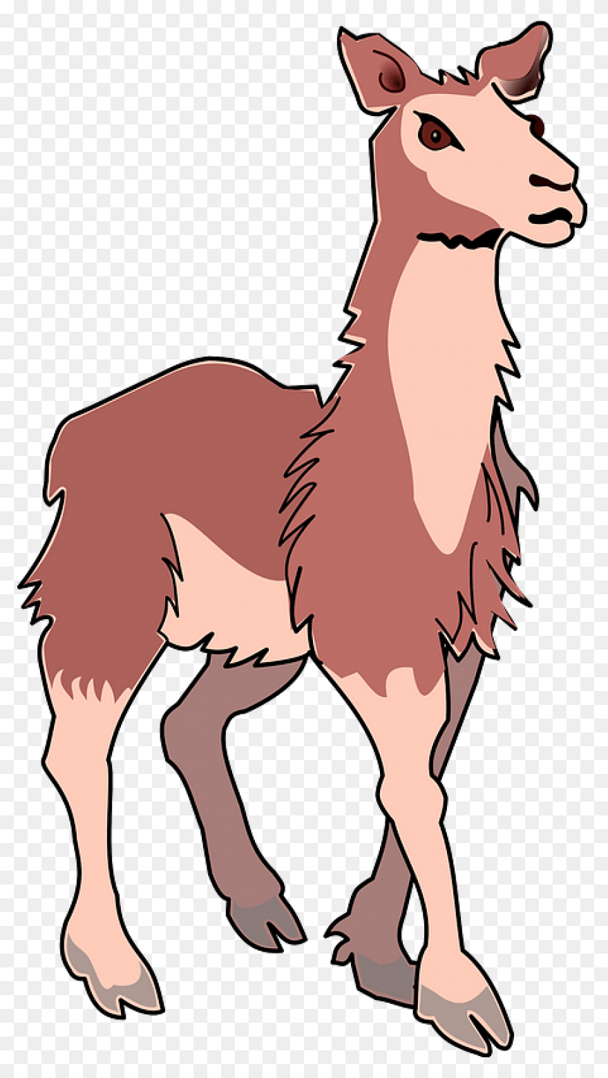 Llama Alpaca Animal - Free Vector G