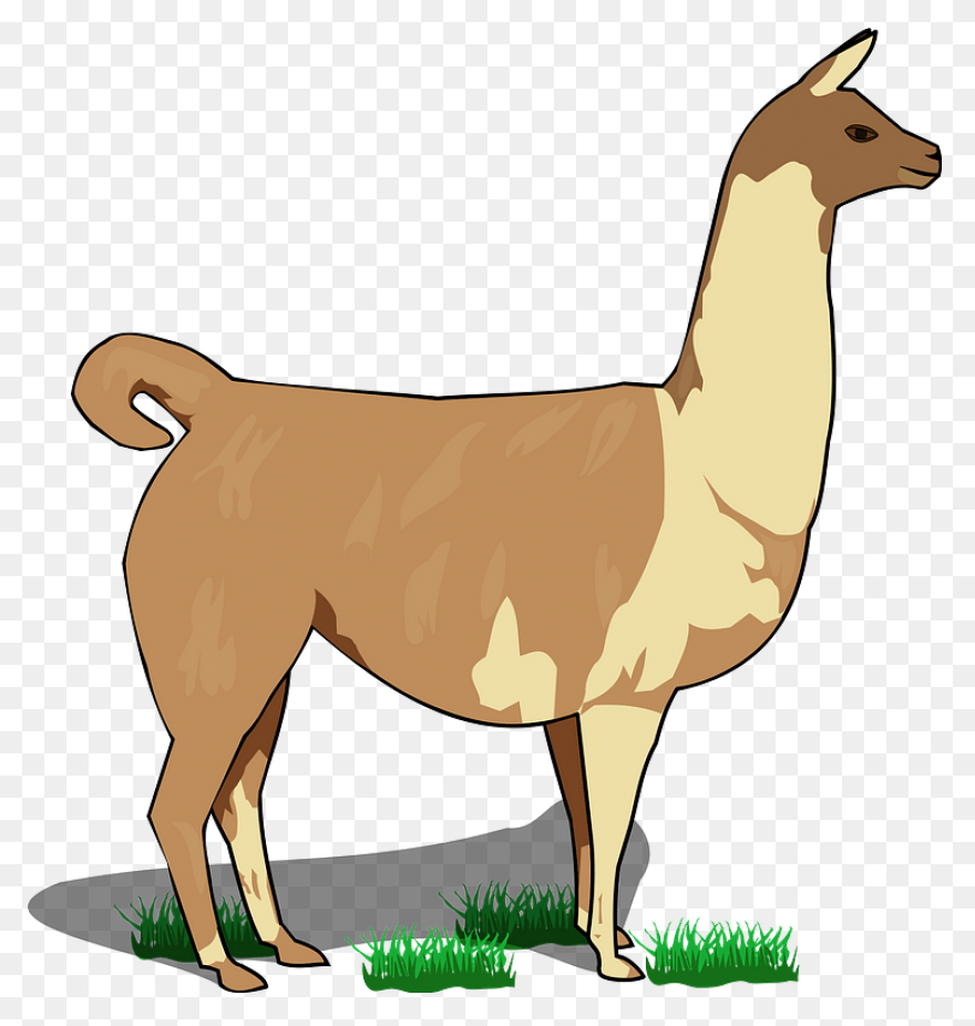 Llama Alpaca Animal - Free Vector G