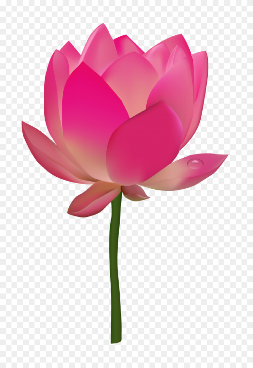 Lotus Flower Png