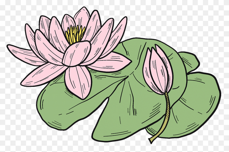 Lotus Clipart Transparent 12 - Clip