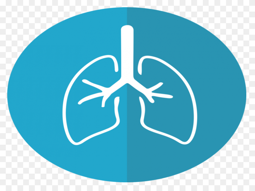 Lungs Organ Biology - Free Vector G