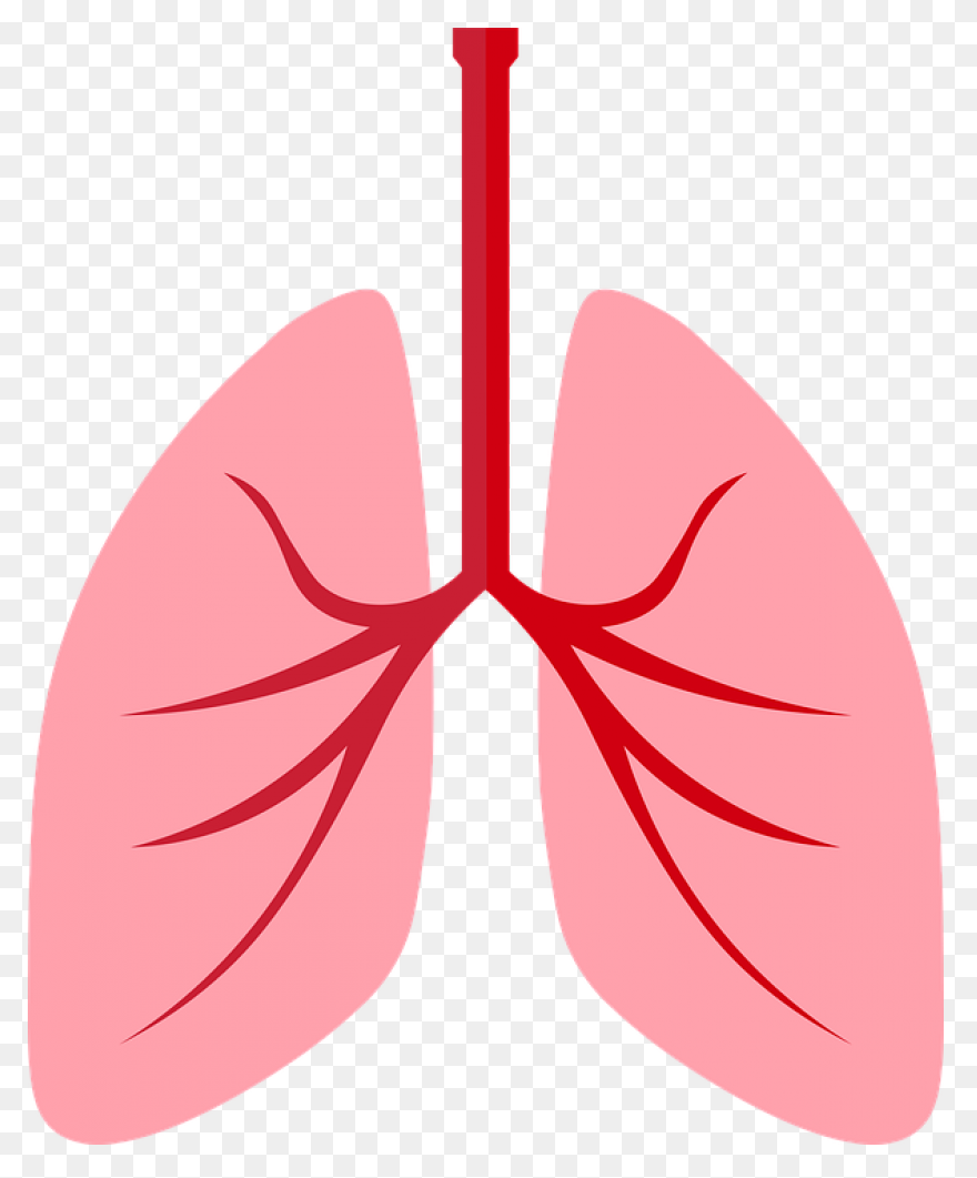 Lungs Organ Biology - Free Vector G