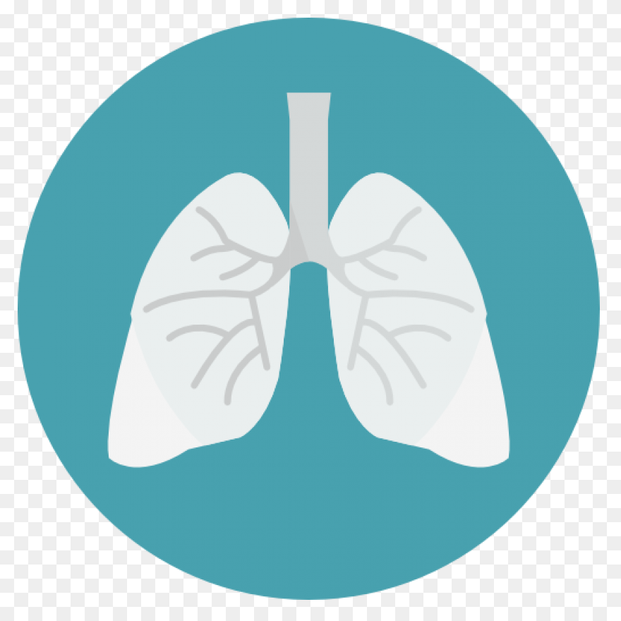 Lungs Organ Biology - Free Vector G