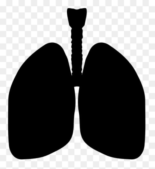 Lungs Organ Biology - Free Vector G