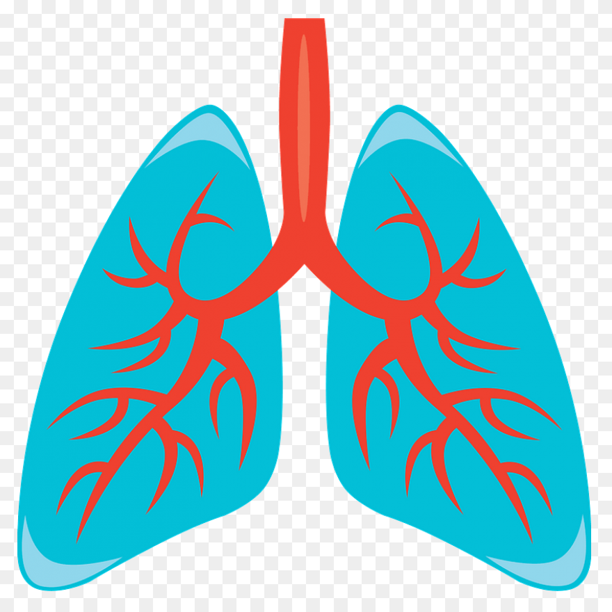 Lungs Organ Biology - Free Vector G