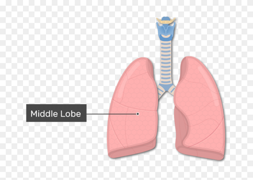 Lungs Organ Biology - Free Vector G