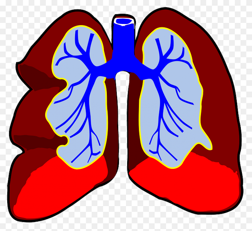 Lungs Organ Biology Free Vector - Lungs