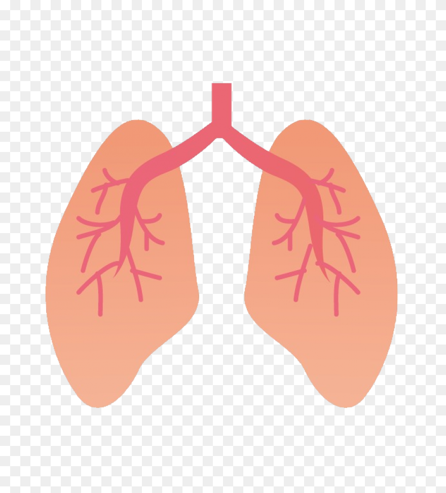 Lungs Organ Biology - Free Vector G