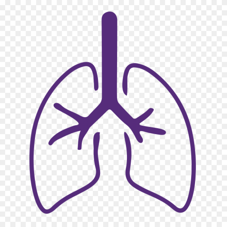 Lungs Organ Biology - Free Vector G