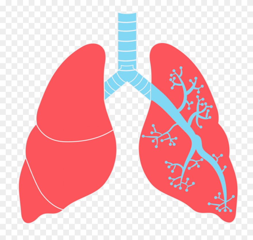 Lungs Organ Biology - Free Vector G
