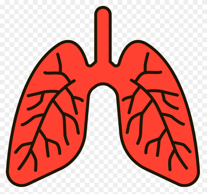 Lungs Organ Biology - Free Vector G