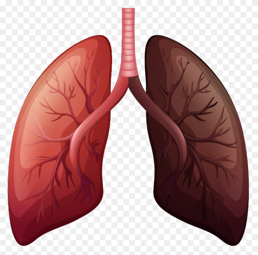 Lungs Organ Biology - Free Vector G