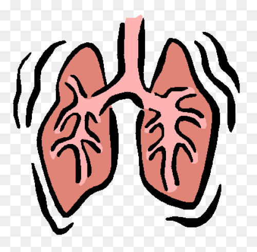 Lungs Organ Biology - Free Vector G