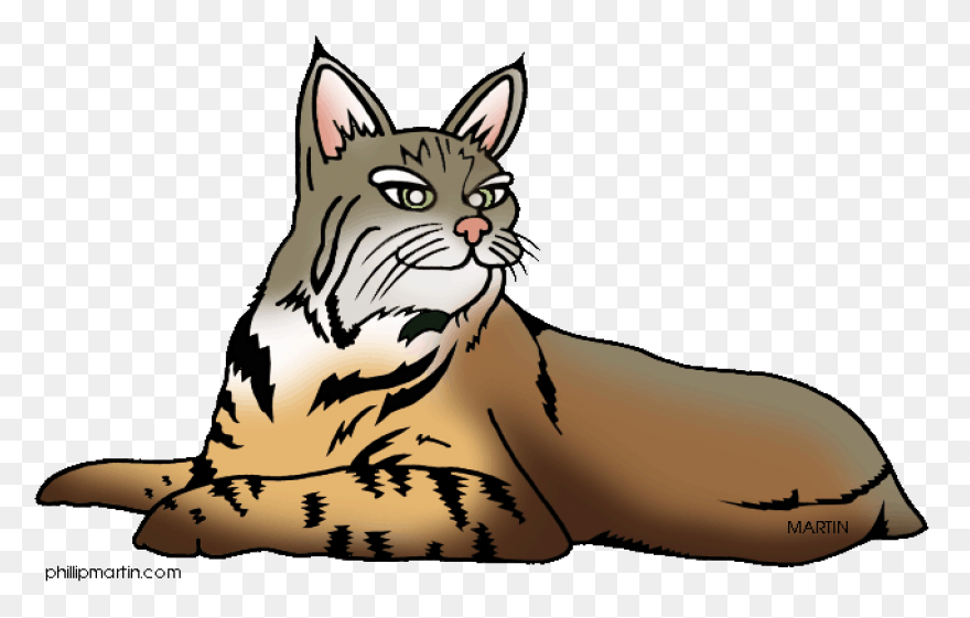 Cheetah Eurasian Lynx Felidae Cat G