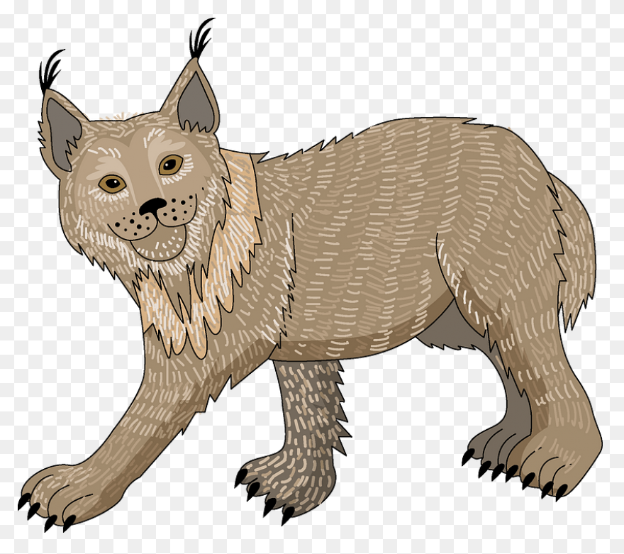 Bobcat Clipart. Free Download Trans