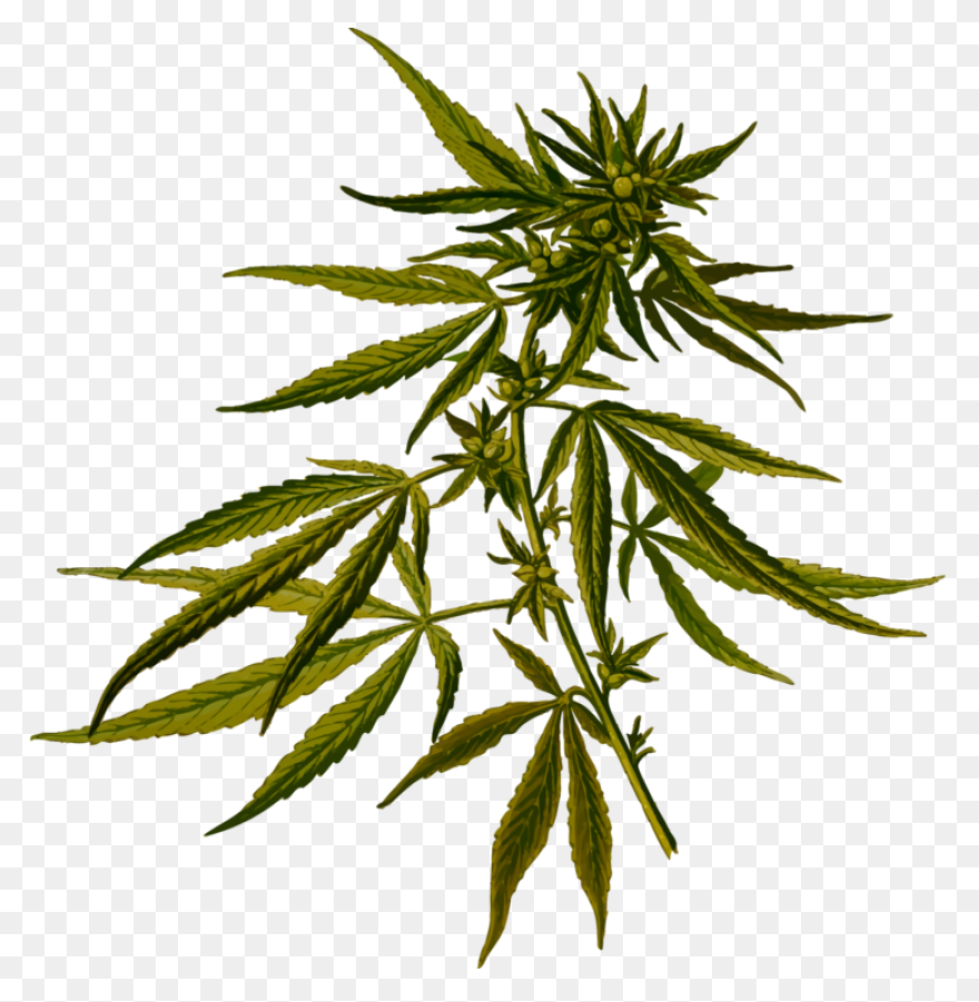 Weed Plant Cartoon - Marijuana Clip